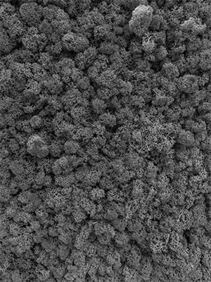 Living Patterns – photographic structures of nature